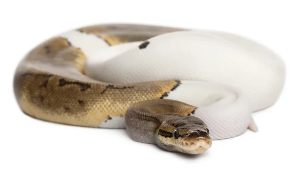 Samice manšestr pied královská python, míč python, python regius, 14 měsíců věku, před bílým pozadím — Stock fotografie