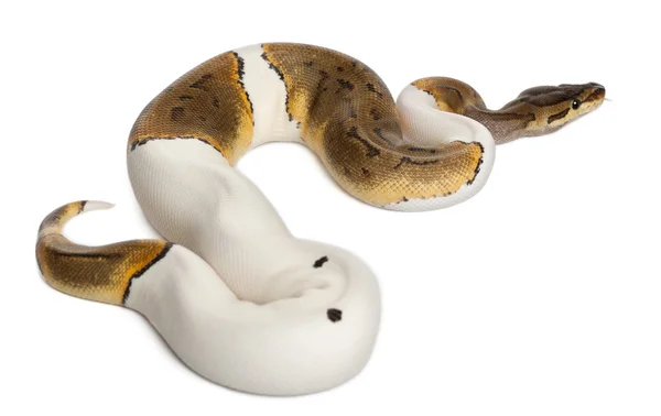 Weibchen Nadelstreifen-Königspython, Kugelpython, Python regius, 14 Monate alt, vor weißem Hintergrund — Stockfoto