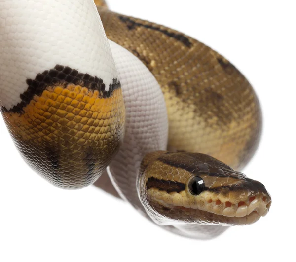 Μεγέθυνση της γυναικείας ριγέ pied βασιλικό python, μπάλα python, python regius, 14 μηνών, μπροστά από το λευκό φόντο — Φωτογραφία Αρχείου