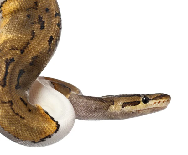 Primer plano de Pinstripe Pied Royal python hembra, python bola, Python regius, 14 meses de edad, delante de fondo blanco —  Fotos de Stock