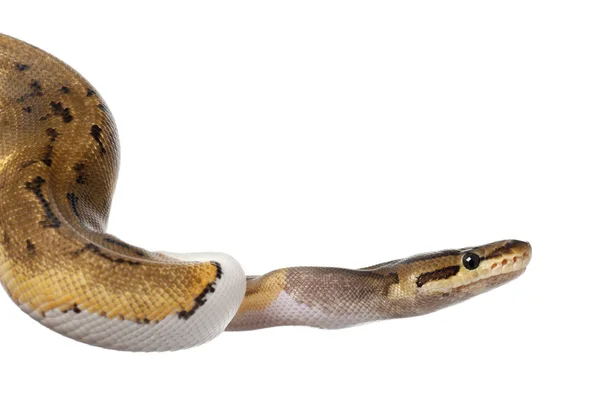 女条纹特写皮耶皇家 python，球蟒蛇，蟒蛇丽君，14 个月大，在白色背景前 — 图库照片