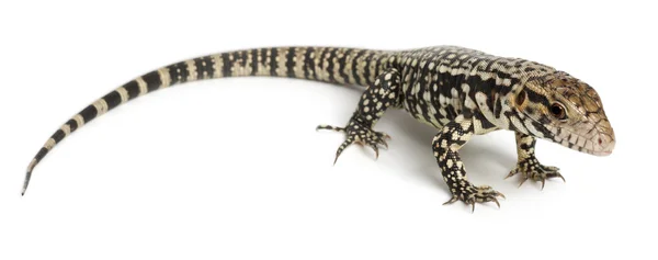 Blue Tegu, Tupinambis merianae, in front of white background — Stock Fotó