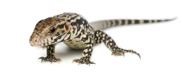 Blue Tegu, Tupinambis merianae, in front of white background — Stock Photo, Image