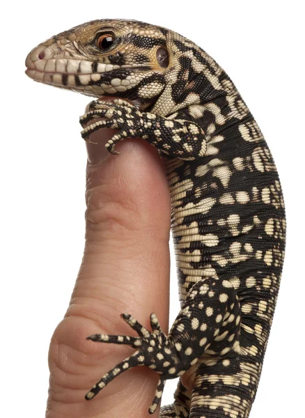 Blue Tegu, Tupinambis merianae, perched on a finger in front of white background — стокове фото