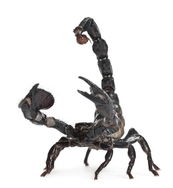 Emperor Scorpion, Pandinus imperator, 1 year old, in front of white background — Stock Photo, Image