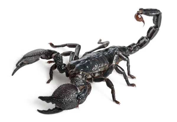 Keizer scorpion, pandinus imperator, 1 jaar oud, voor witte achtergrond — Stockfoto