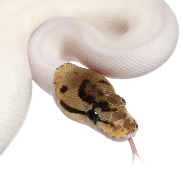 Bliska kobieta pająk srokaty royal python python piłkę, Pyton królewski, 18 miesięcy, przed białym tle — Zdjęcie stockowe