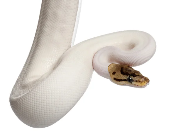 Žena pied pavouk královská python, míč python, python regius, 18 měsíců věku, před bílým pozadím — Stock fotografie