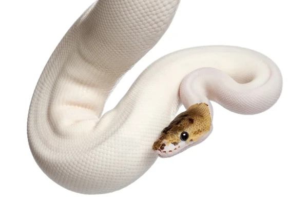 Pied Spider Royal python hembra, python bola, Python regius, 18 meses de edad, delante de fondo blanco —  Fotos de Stock