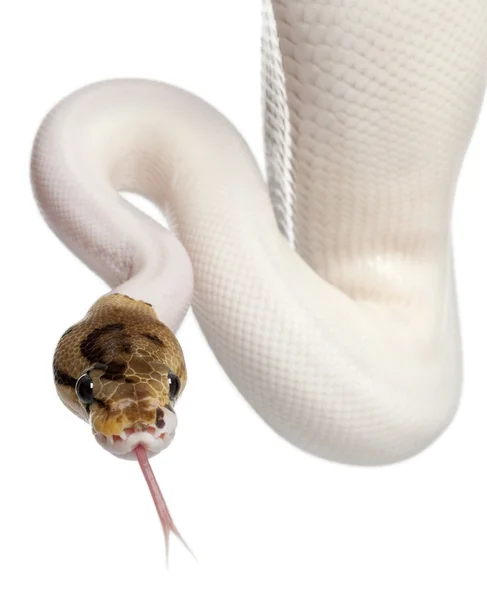Bliska kobieta pająk srokaty royal python python piłkę, Pyton królewski, 18 miesięcy, przed białym tle — Zdjęcie stockowe
