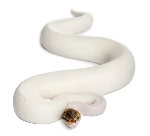 Kvinna pied spider royal python, Kungspyton, python regius, 18 månader gamla, framför vit bakgrund — Stockfoto