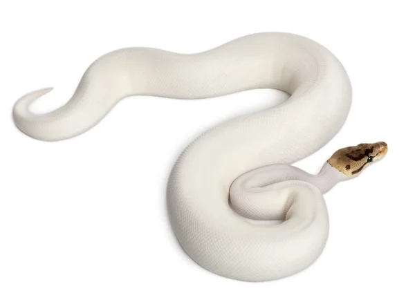 女性皮耶蜘蛛皇家 python，球蟒蛇，蟒蛇丽君，18 个月大，在白色背景前 — 图库照片