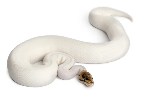 Kvinna pied spider royal python, Kungspyton, python regius, 18 månader gamla, framför vit bakgrund — Stockfoto