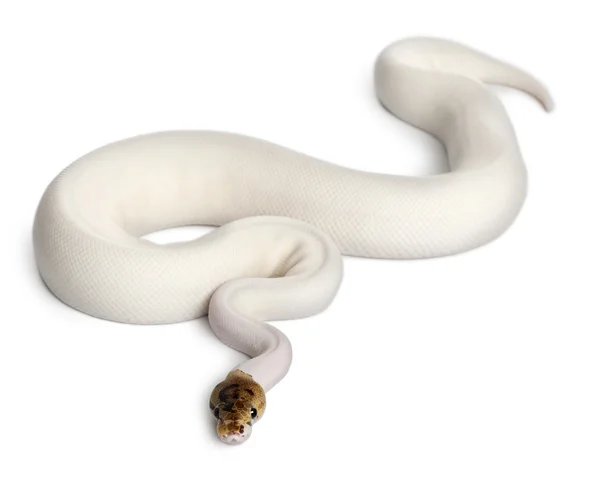 Perempuan Pied Spider Royal python, bola python, Python regius, 18 bulan, di depan latar belakang putih — Stok Foto