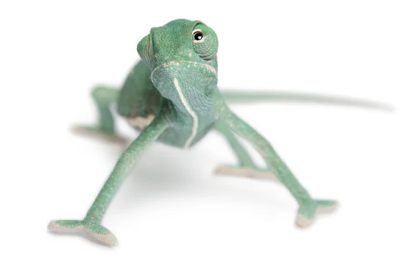 Mladí chameleon jemenský chamaeleo calyptratus, před bílým pozadím — Stock fotografie