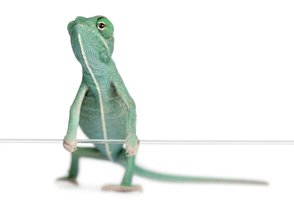 stock image Young veiled chameleon, Chamaeleo calyptratus, holding on a string in front of white background