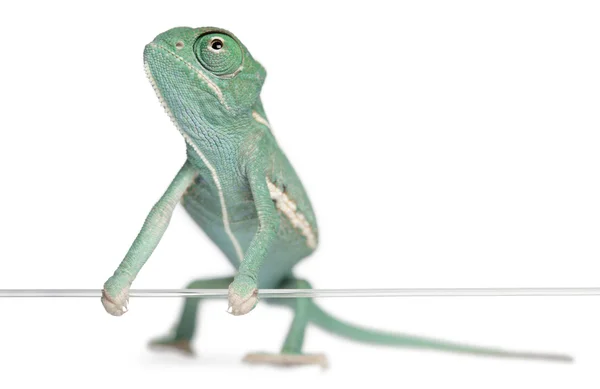 Young veiled chameleon, Chamaeleo calyptratus, holding on a string in front of white background — Stock Photo, Image