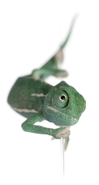Mladí chameleon jemenský chamaeleo calyptratus, lezení po řetězec před bílým pozadím — Stock fotografie