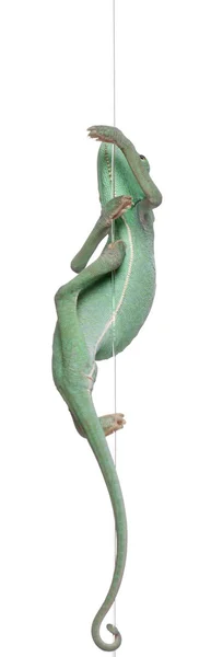 Junges verschleiertes Chamäleon, chamaeleo calyptratus, klettert an einer Schnur vor weißem Hintergrund — Stockfoto