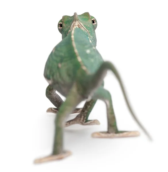 Zadní pohled mladých chameleon jemenský chamaeleo calyptratus, před bílým pozadím — Stock fotografie