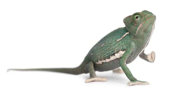 Mladí chameleon jemenský chamaeleo calyptratus, před bílým pozadím — Stock fotografie