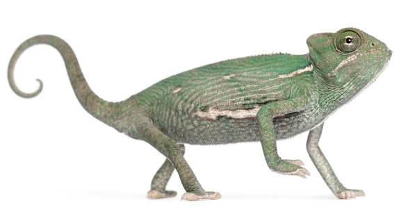 Młody kameleon chamaeleo calyptratus, przed białym tle — Zdjęcie stockowe
