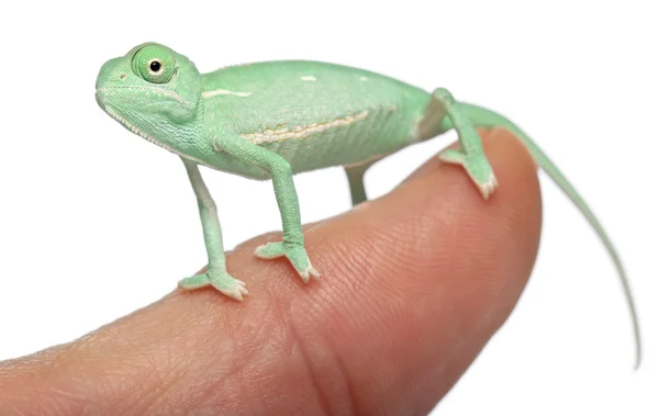 Young veiled chameleon on finger, Chamaeleo calyptratus, in front of white background — Stock Photo, Image