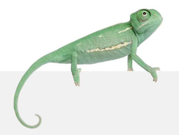 Young veiled chameleon, Chamaeleo calyptratus, in front of white background — Stock Photo, Image