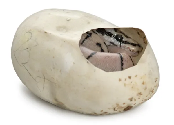 Python royal dans son œuf, python boule, Python regius, devant fond blanc — Photo