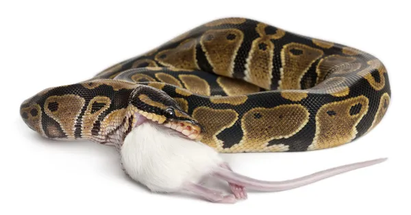 Königspython frisst eine Maus, Kugelpython, Python regius, vor weißem Hintergrund — Stockfoto