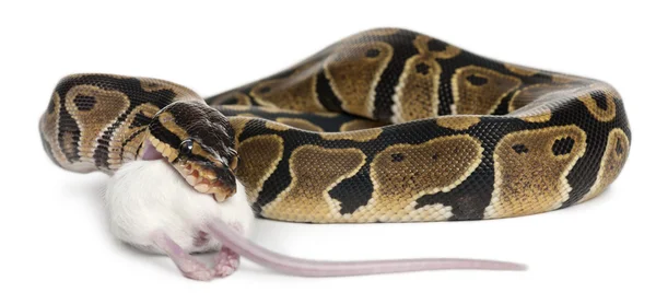 Python Royal python comiendo un ratón, bola python, Python regius, delante de fondo blanco — Foto de Stock