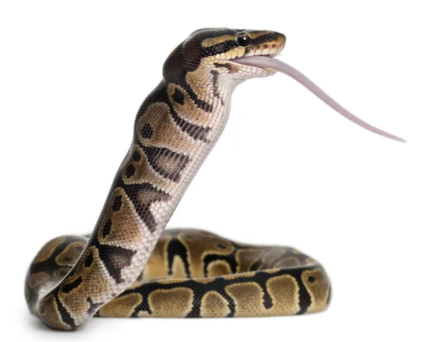 Python Royal python eating a mouse, ball python, Python regius, in front of white background — Stock Photo, Image