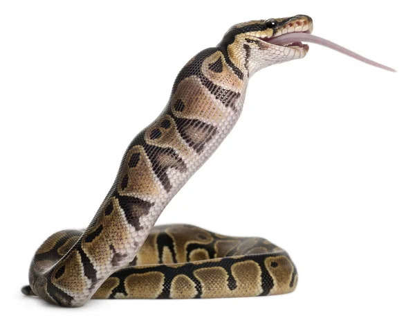 Python Royal python eating a mouse, ball python, Python regius, in front of white background — 스톡 사진
