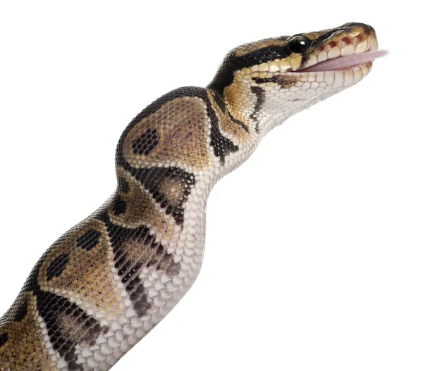 Βασιλική python Python, τρώγοντας ένα ποντίκι, μπάλα python, python regius, μπροστά από το λευκό φόντο — Φωτογραφία Αρχείου