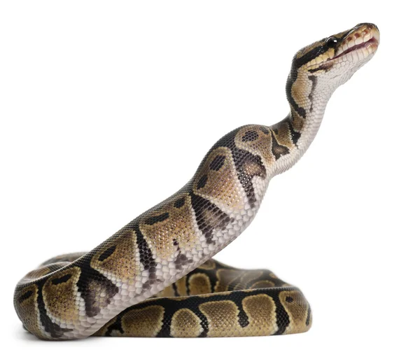Βασιλική python Python, τρώγοντας ένα ποντίκι, μπάλα python, python regius, μπροστά από το λευκό φόντο — Φωτογραφία Αρχείου