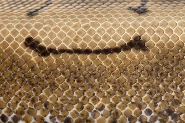 Close-up de Spinner Python, Royal python skin, ball python, Python regius, 2 anos — Fotografia de Stock