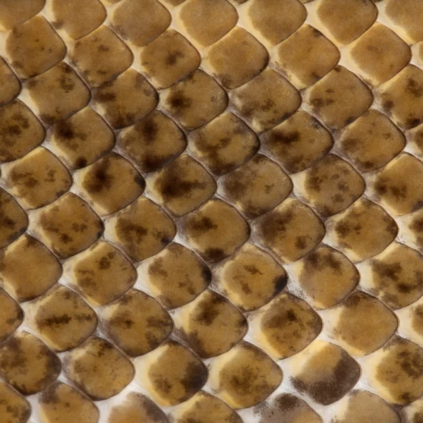 Close-up van spinner python, Koninklijke python huid, bal python, python regius, 2 jaar oud — Stockfoto