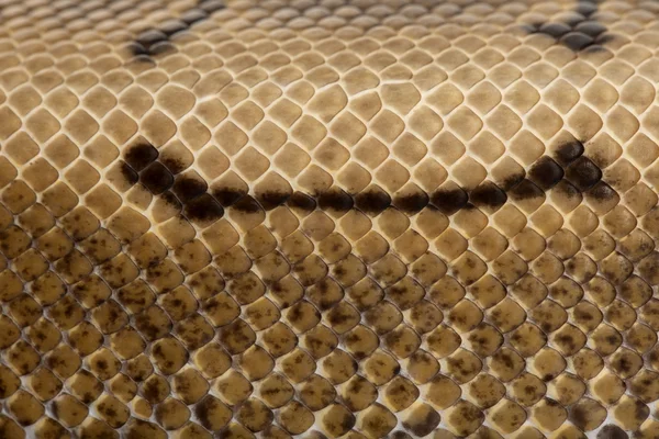 Close-up of Spinner Python, Royal python skin, ball python, Python regius, 2 years old — Stock Fotó