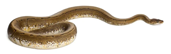 Κλώστης python, Βασιλική python, python μπάλα python regius, 2 ετών, μπροστά από το λευκό φόντο — Φωτογραφία Αρχείου