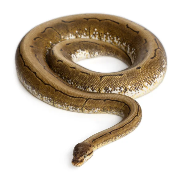 Spinner Python, Royal python, ball python, Python regius, 2 anos, na frente do fundo branco — Fotografia de Stock