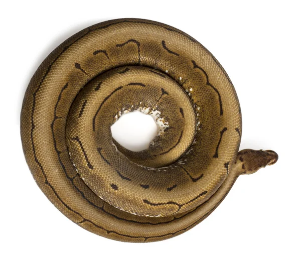 Υψηλή γωνία θέα κλώστης python, Βασιλική python, python μπάλα python regius, 2 ετών, μπροστά από το λευκό φόντο — Φωτογραφία Αρχείου