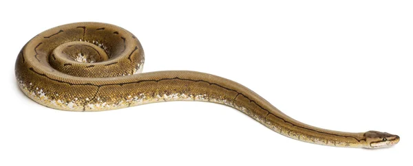 Spinner Python, Royal python, ball python, Python regius, 2 anos, na frente do fundo branco — Fotografia de Stock