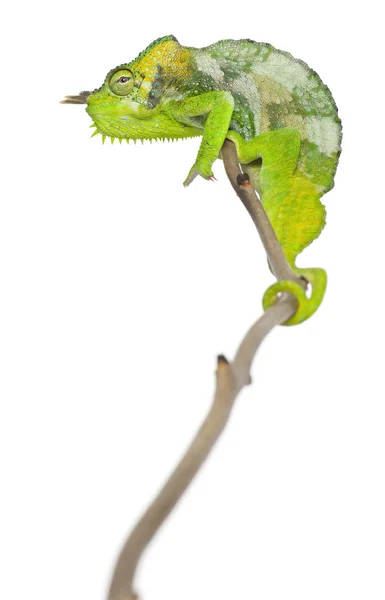 Čtyři horned chameleon Chameleon quadricornis, posazený na větvi před bílým pozadím — Stock fotografie