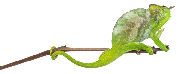 Cztery rogaty kameleon, kameleon rogacz, wznosi się na gałęzi przed białym tle — Zdjęcie stockowe