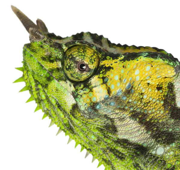 Close-up of Four-horned Chameleon, Chamaeleo quadricornis, in front of white background — 스톡 사진