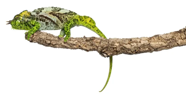 Cztery rogaty kameleon, kameleon rogacz, wznosi się na gałęzi przed białym tle — Zdjęcie stockowe