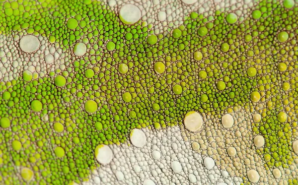 Close-up de pele de camaleão de quatro chifres, Chamaeleo quadricornis — Fotografia de Stock