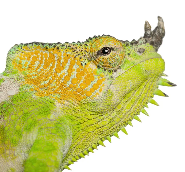 Close-up van vier gehoornde kameleon, chamaeleo grandis, voor witte achtergrond — Stockfoto