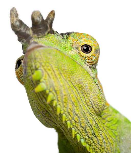 Primer plano del camaleón de cuatro cuernos, Chamaeleo quadricornis, frente al fondo blanco —  Fotos de Stock