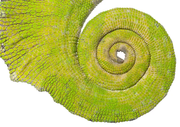 Rolled up tail of a Four-horned Chameleon, Chamaeleo quadricornis, in front of white background — Stock Photo, Image